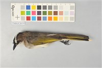 藏品(白頭翁)的圖片